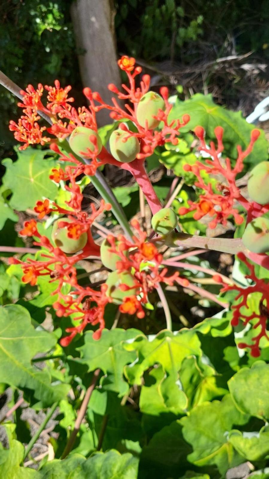 PigeonL'Eden Caraibe别墅 外观 照片