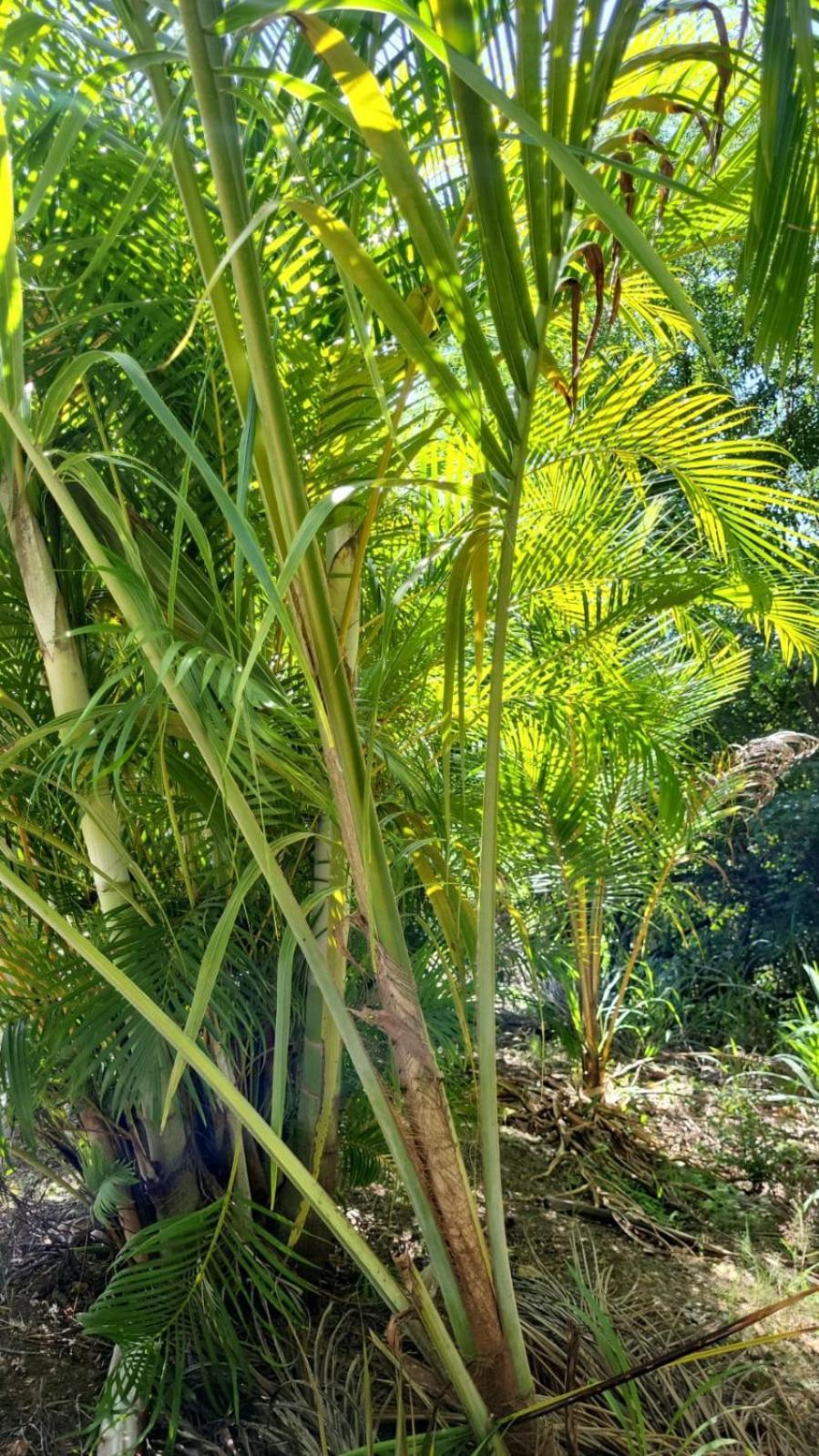 PigeonL'Eden Caraibe别墅 外观 照片